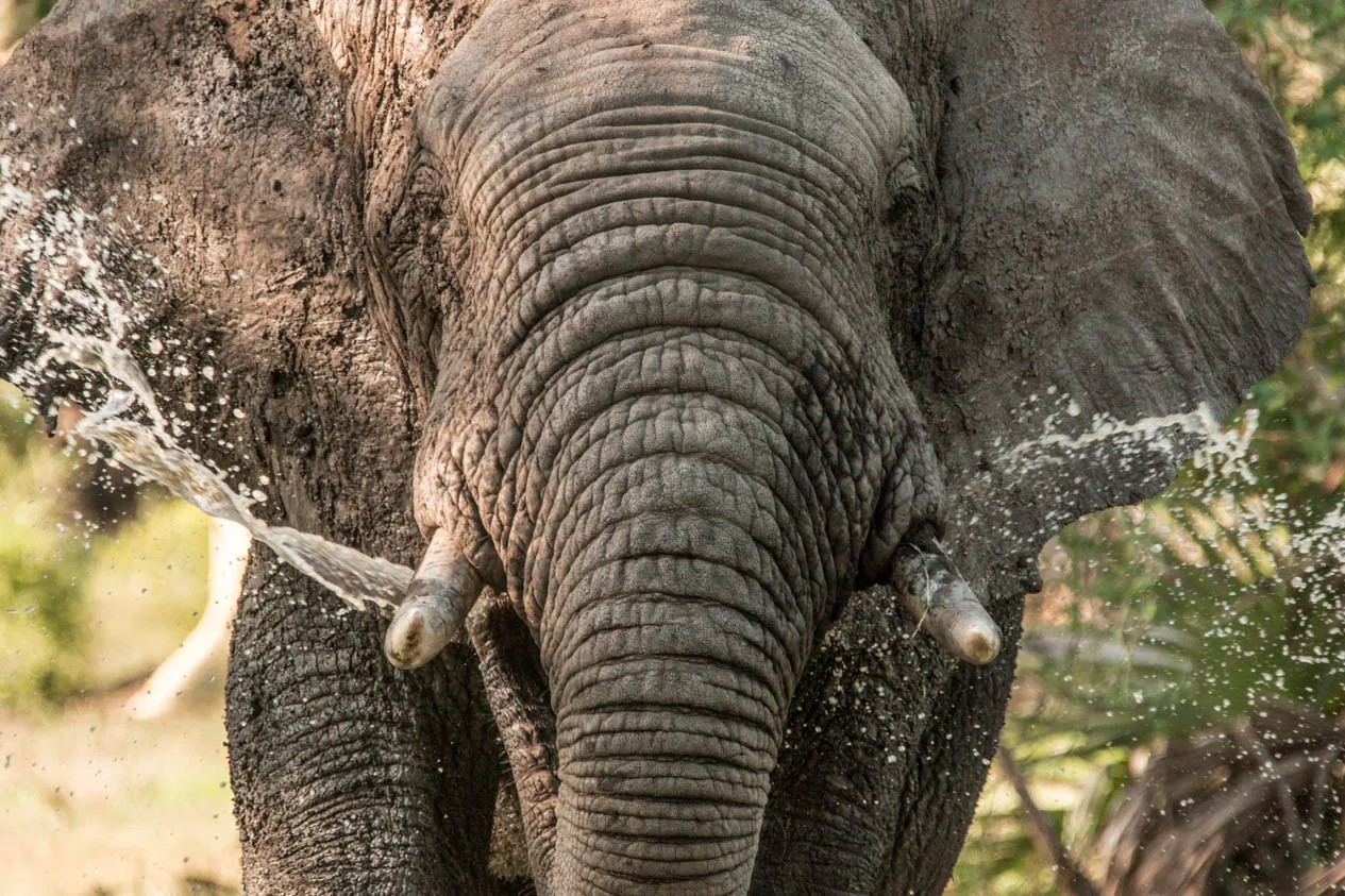 Gorongosa National Park